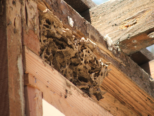 termite inspection el paso